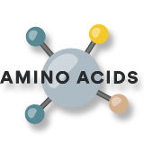Amino acid vector image